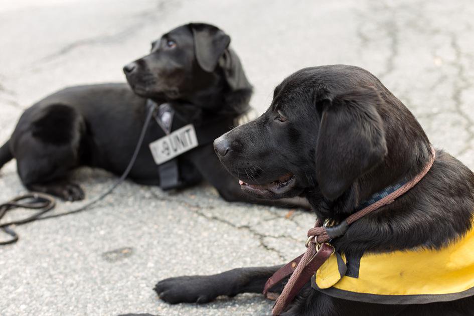 The dog days of summer are officially over for WPI students, but we can still celebrate the working dogs of WPI. K9 Bella is still on the force with @WPI_Police,  but guide dog Diesel is enjoying his early retirement playing with his friends @PhiKapsWPI.  @NationalDogDay