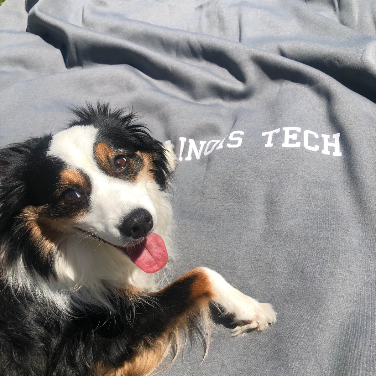 We  our #IllinoisTech pups! #InternationalDogDay