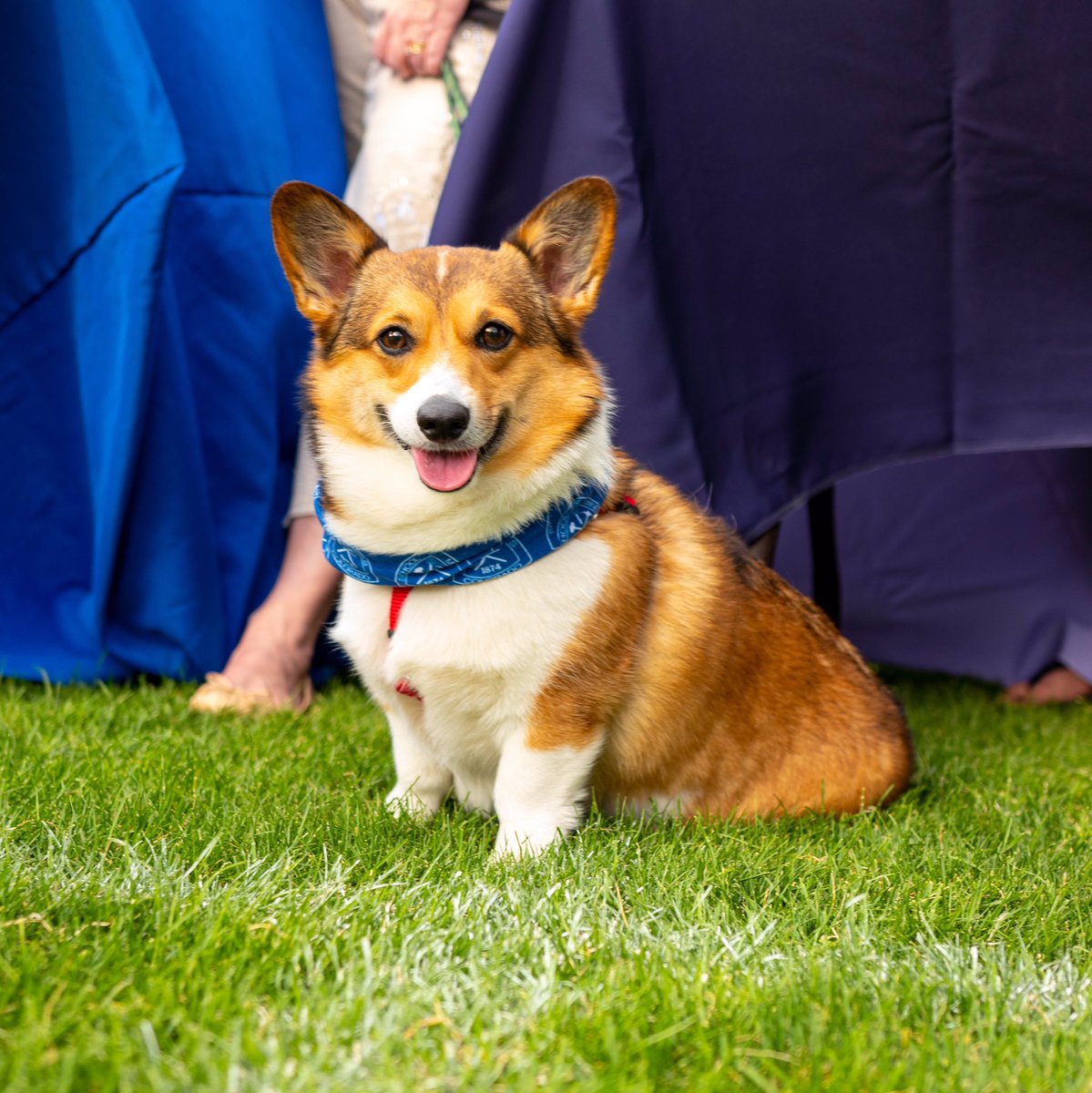 That’s one beautiful pup repping #Mines! Happy #NationalDogDay !