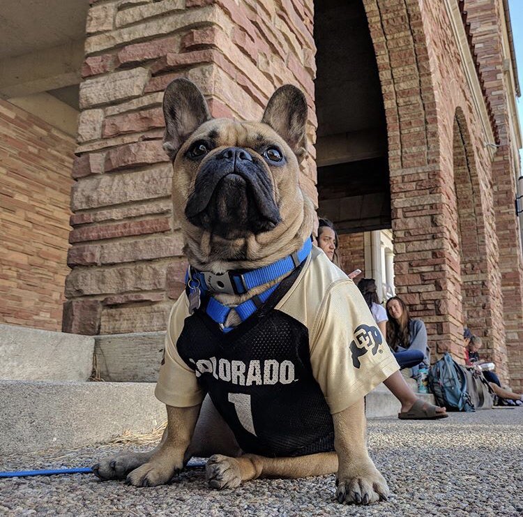 We treat () every day like #InternationalDogDay here at #CUBoulder  : Our Instagram friends Oscar, Teddy and Rudy!