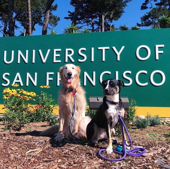 And just like that—the fall semester has begun. Make it a (paw)esome school year, Dons! 