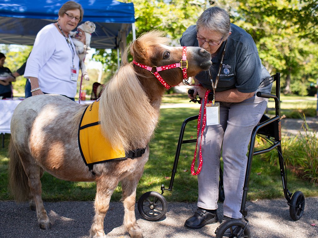 It was a great turnout on Sunday at the annual  @tuftsvet Open House on Tufts&#39; Grafton campus, where guests learned more about the programs offered, the field of veterinary medicine & more!  : @graftonnews  : 