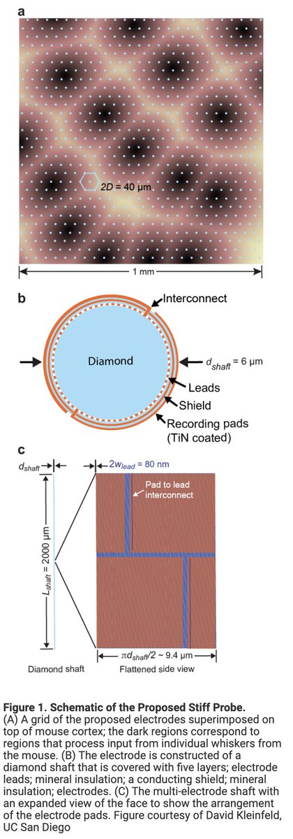 Can one concurrently record electrical spikes from every neuron in the brain? @UCSanDiego Neurophysicist David Kleinfeld along with the help of other scientists answer this question in their latest @NeuroCellPress publication. 