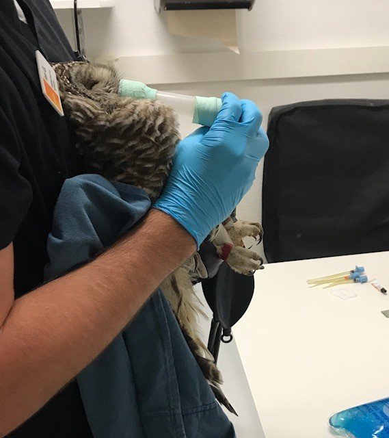 UPDATE 1/2: On Saturday, a @PAWStweets vet discovered the owl had a left scapular fracture and a fracture of its right pubic bone. These injuries are expected to heal in about 2 weeks. The owl also has a very small retinal injury, but it&#39;s unlikely to significantly impact vision