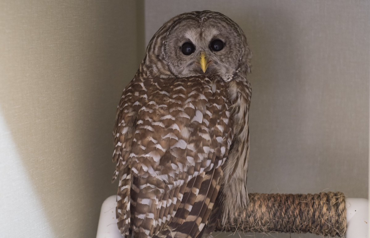 Update 2/2: The owl is now holding both eyes open and is stronger than it was upon arrival. It&#39;s &quot;appropriately defensive,&quot; says @PAWStweets. The owl will be cage rested for 2 weeks to allow the fractures to heal and then moved to a flight cage for testing.