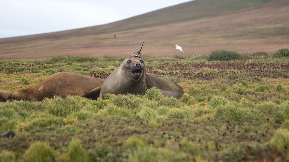 These field researchers get our seal of approval.   Data collected by southern elephant seals reveals unexpected ways that heat moves through the ocean. This may change future climate models. 